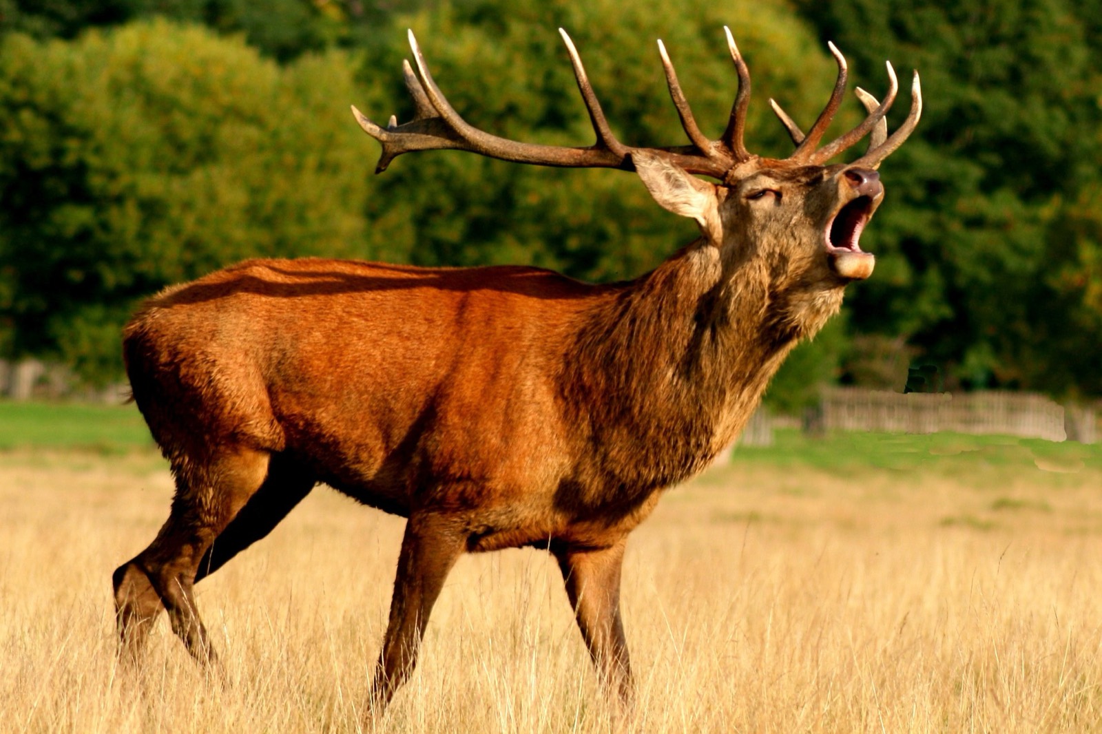 Stag