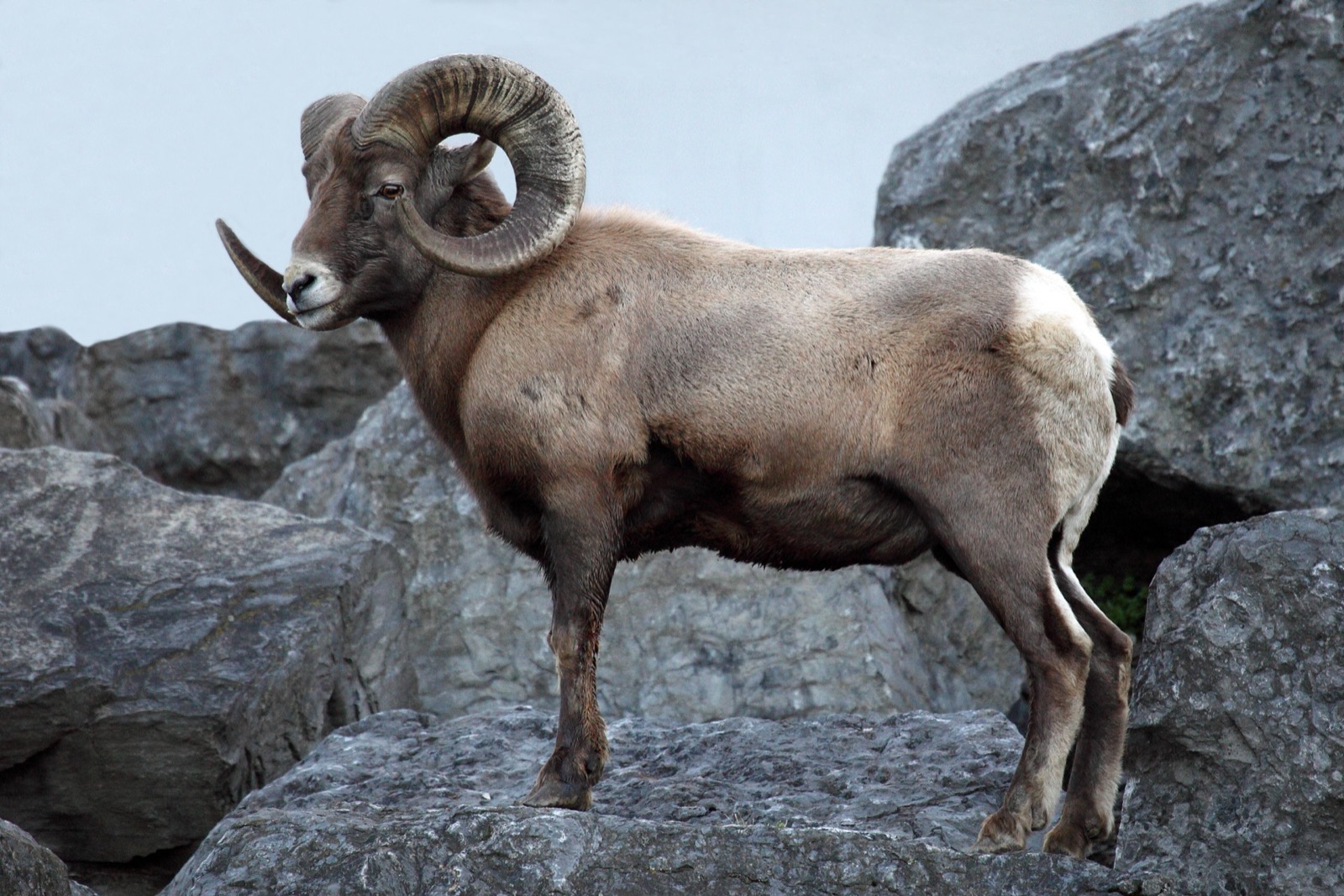 Missouri River Breaks Trophy Elk & Bighorn Sheep
