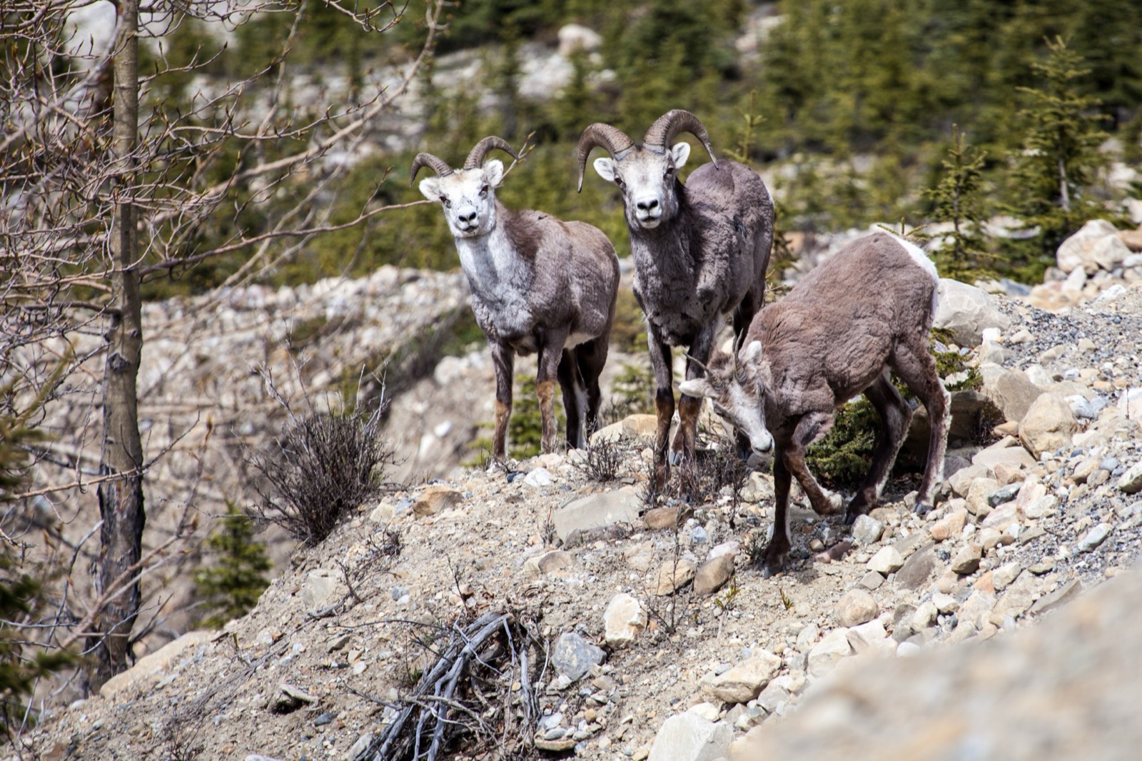 Stone Sheep