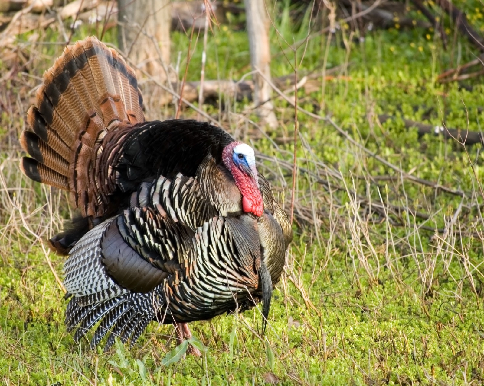 Turkey