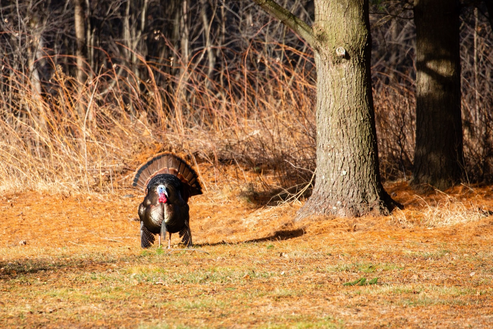 Oklahoma Hunting