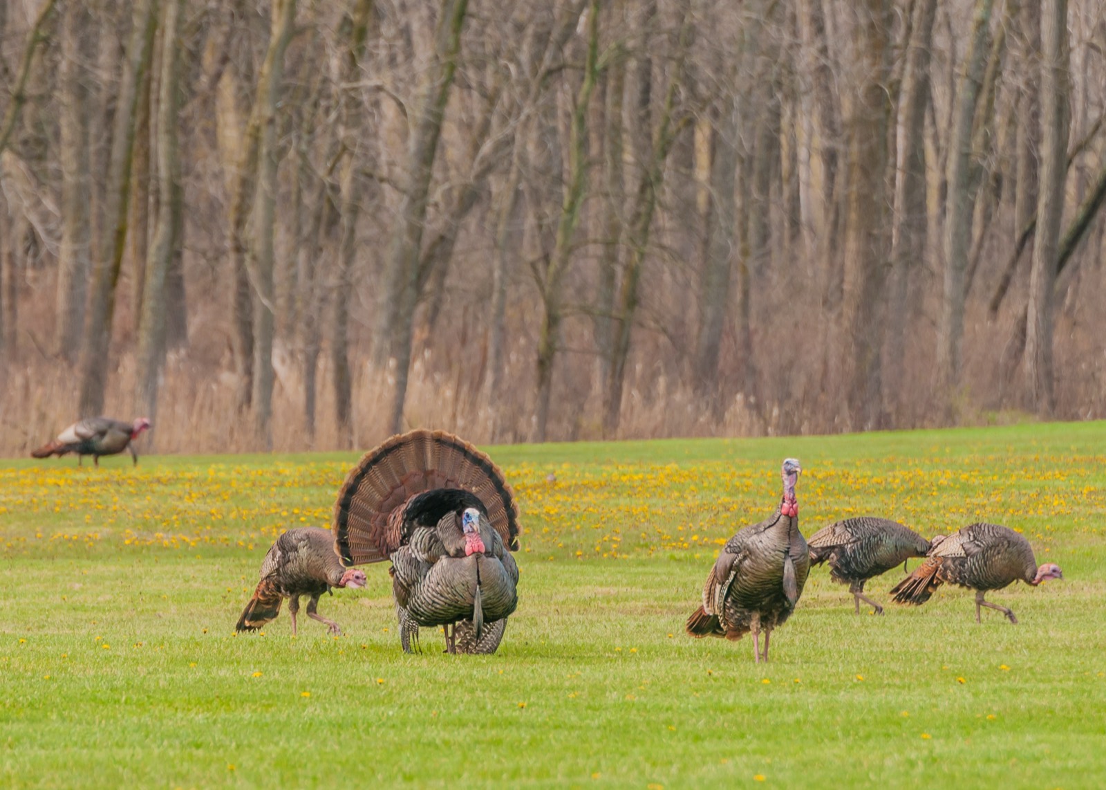 Ohio Eastern Wild Turkey in Wayne National Forest