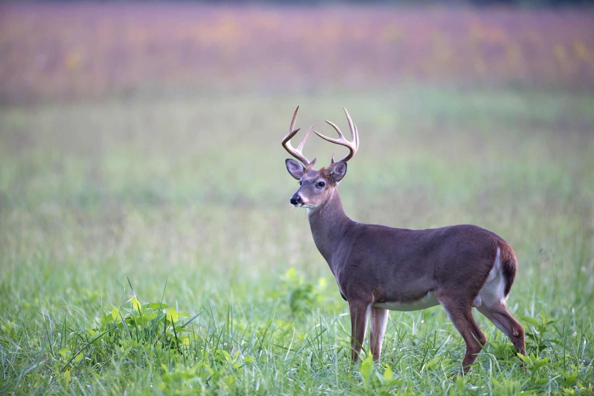 Whitetail Deer