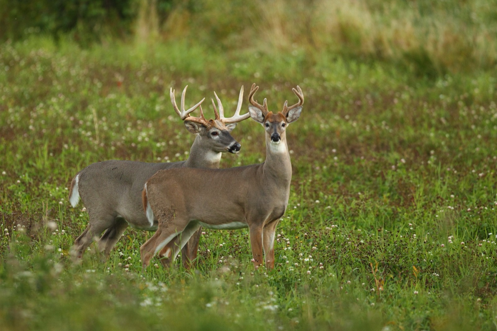 North Missouri Agricultural Monster Buck Counties
