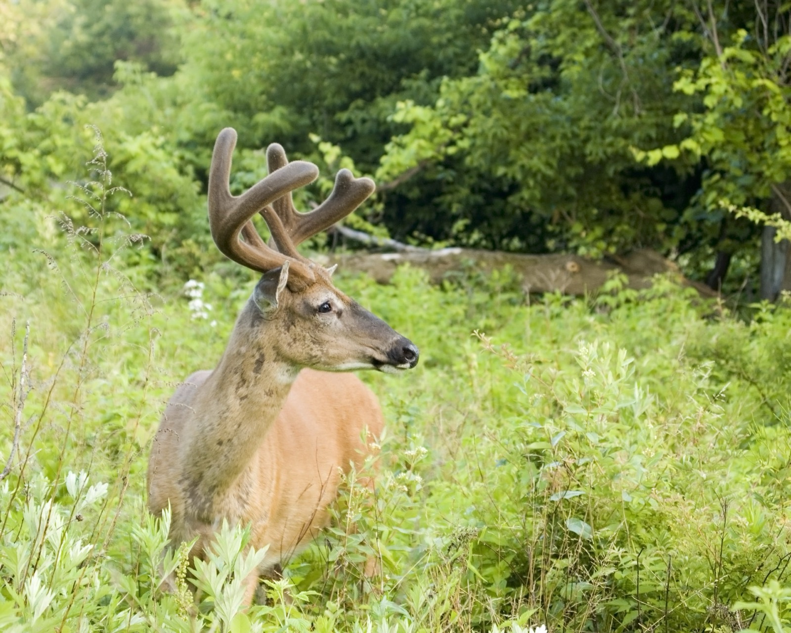 Virginia Trophy Whitetail Buck in Shenandoah Valley Hardwoods