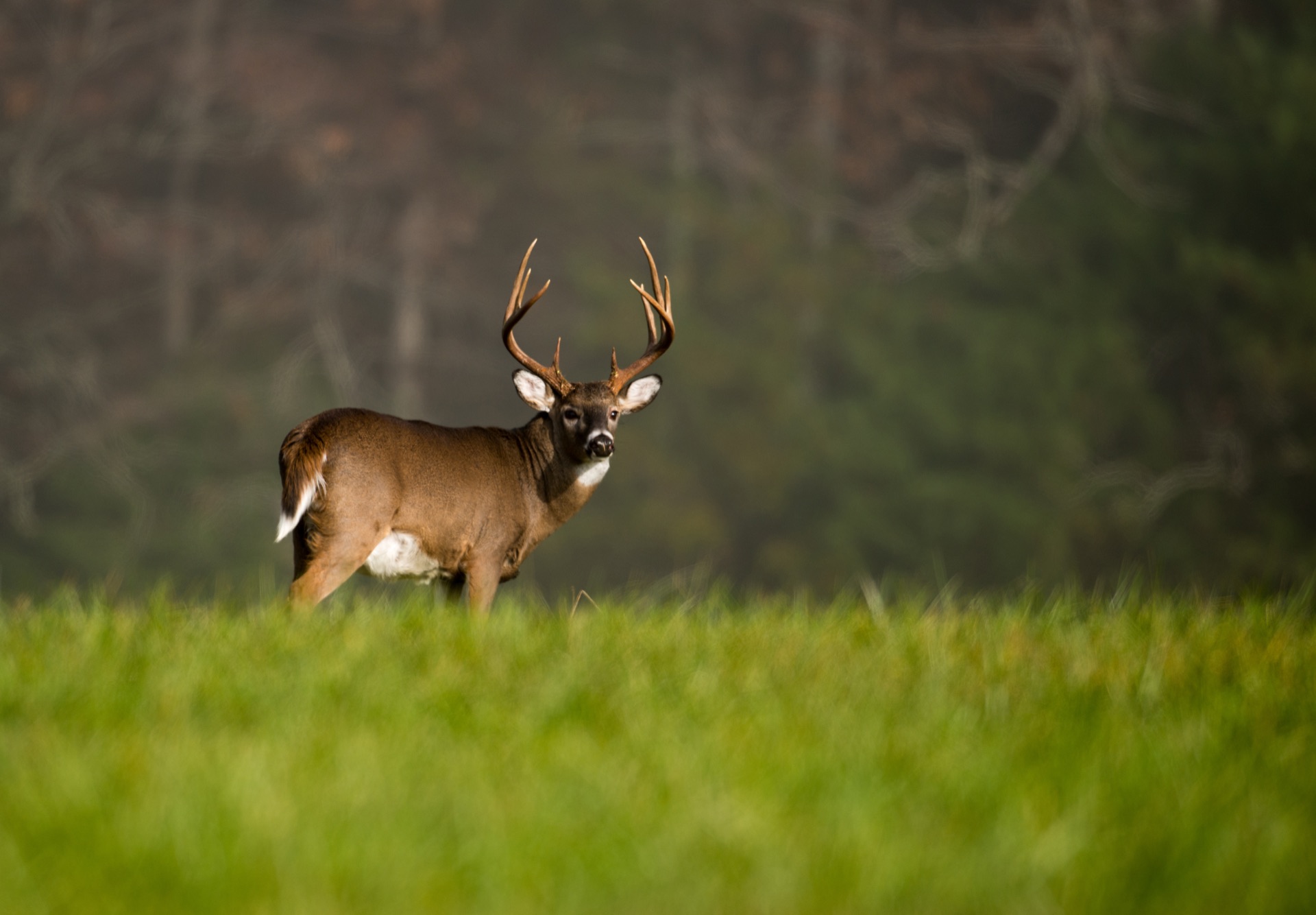 Private Hunt Clubs