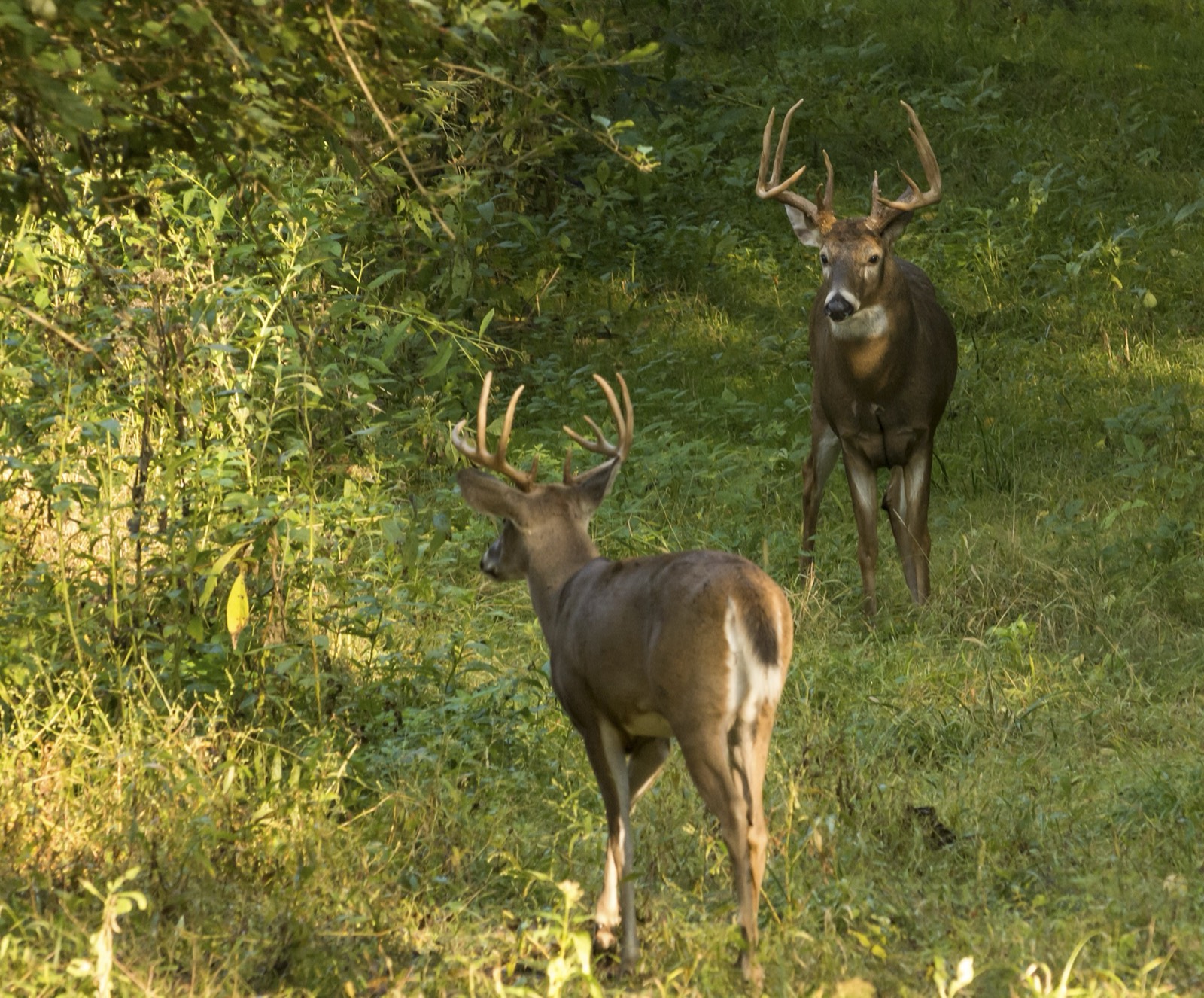 Missouri Monster Agricultural Whitetail Buck in Soybean Border