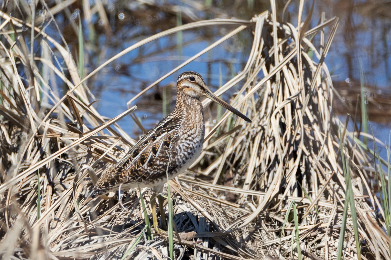 Wilson Snipe