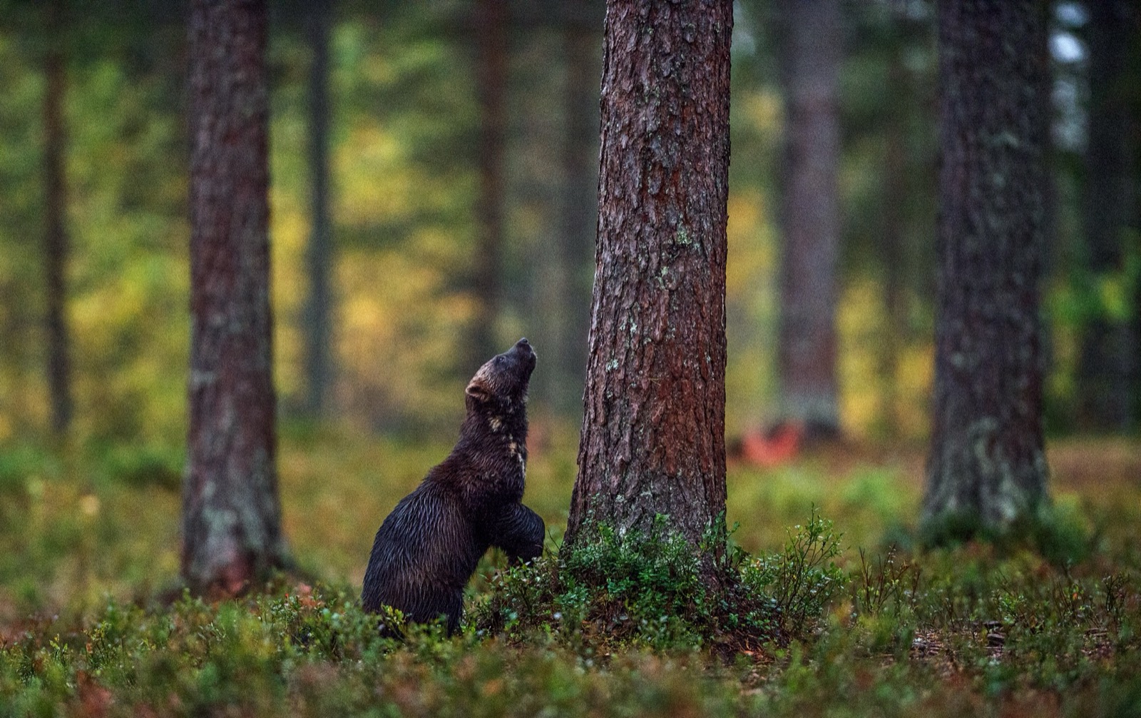 Wolverine