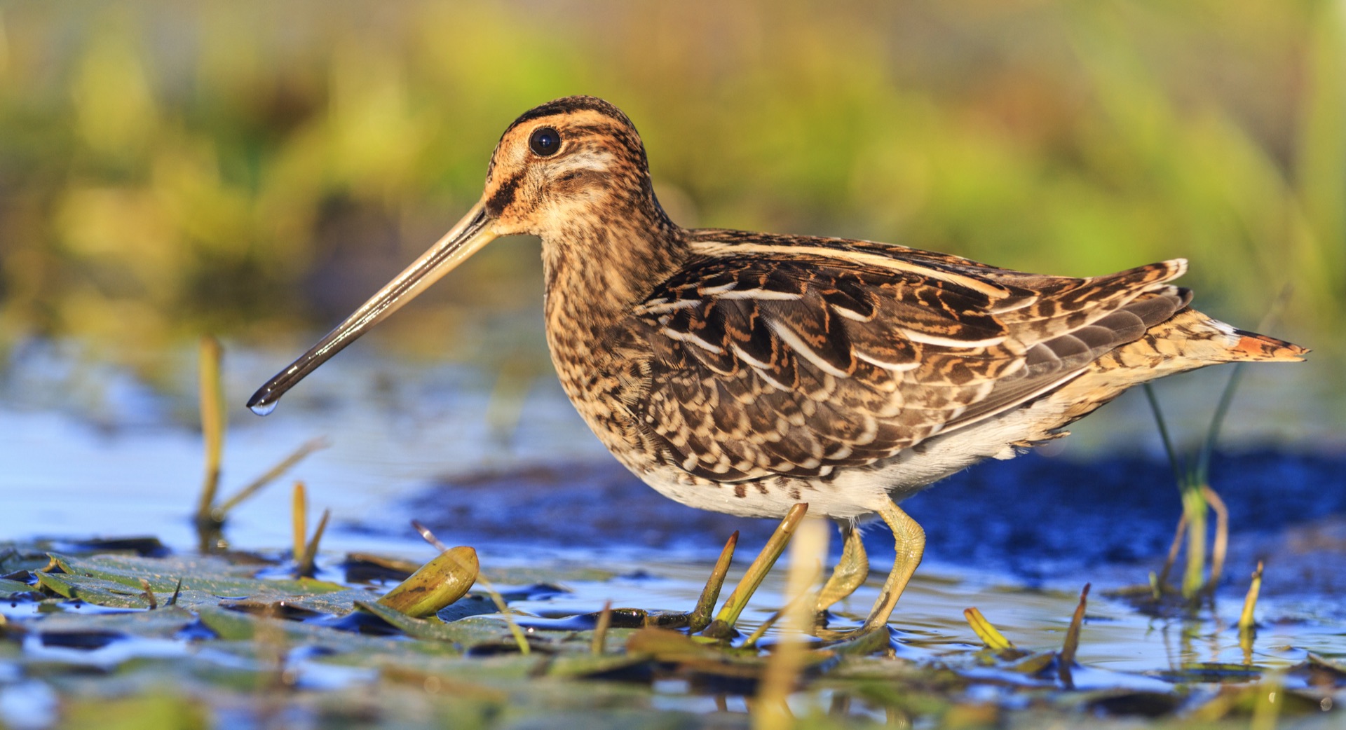 Woodcock