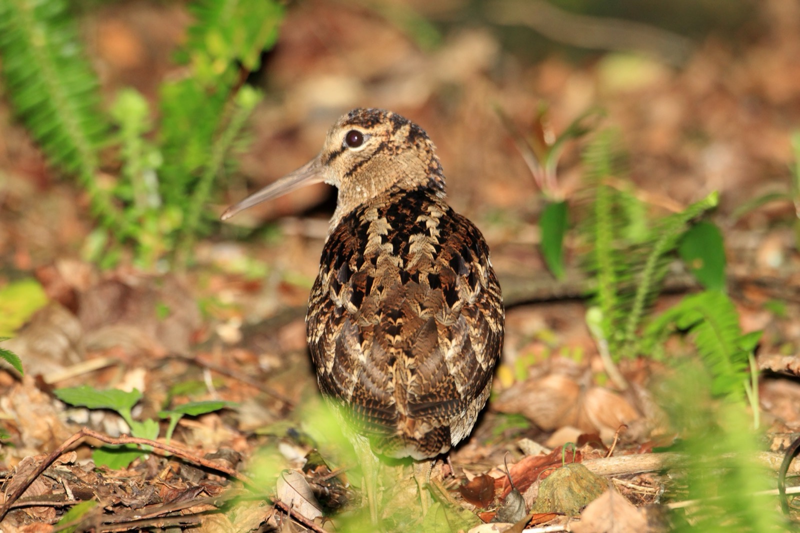 Down East Coastal Sea Duck & Upland Covers