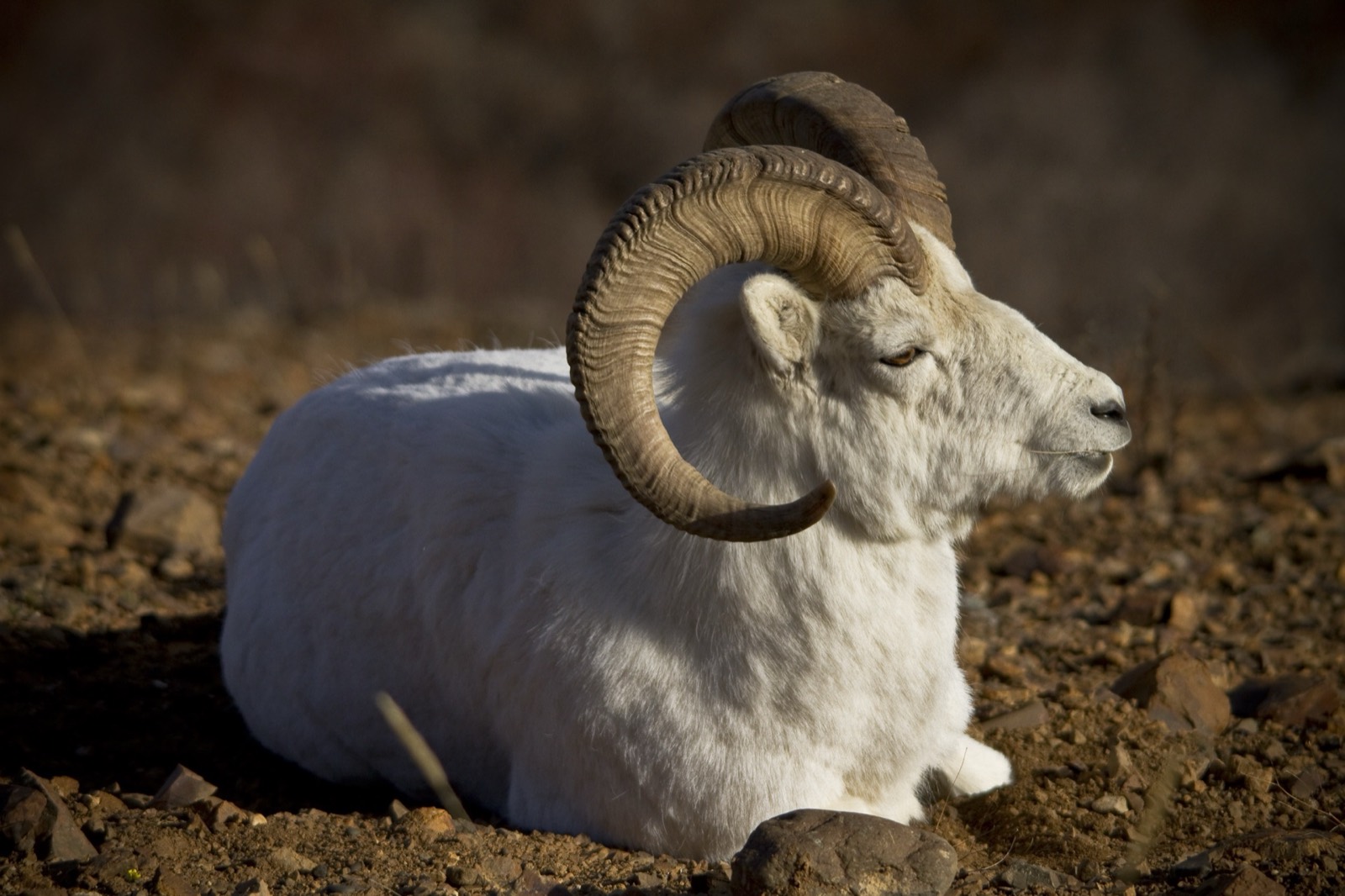 Dall Sheep