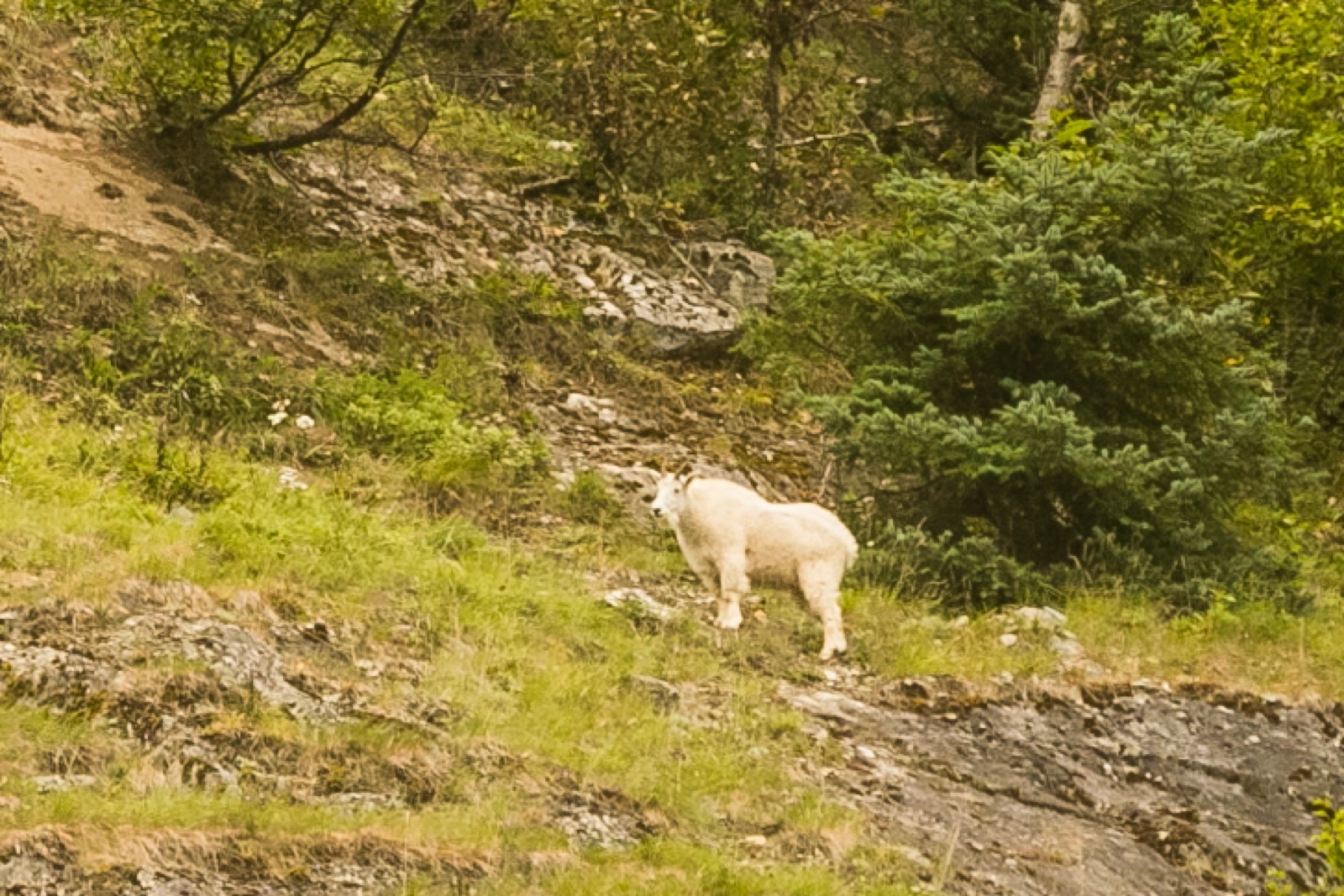 Rocky Mountain Goat