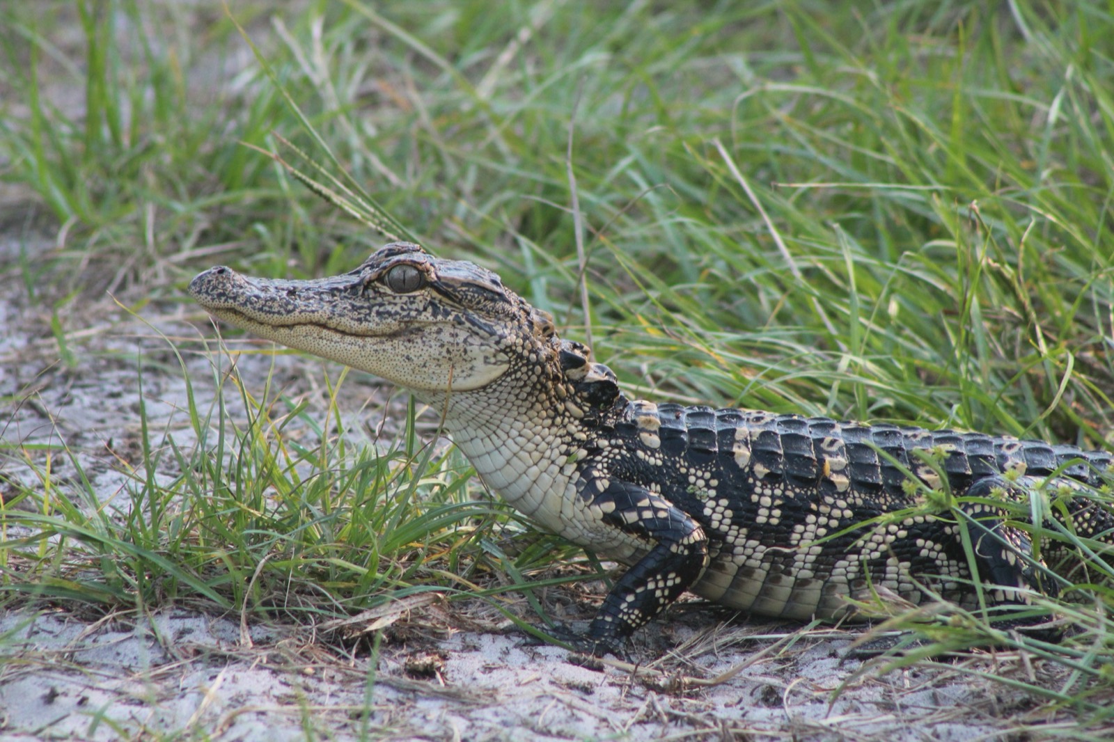 American Alligator