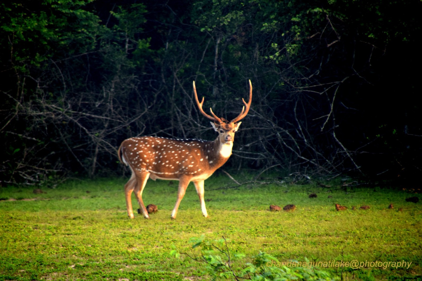 Axis Deer