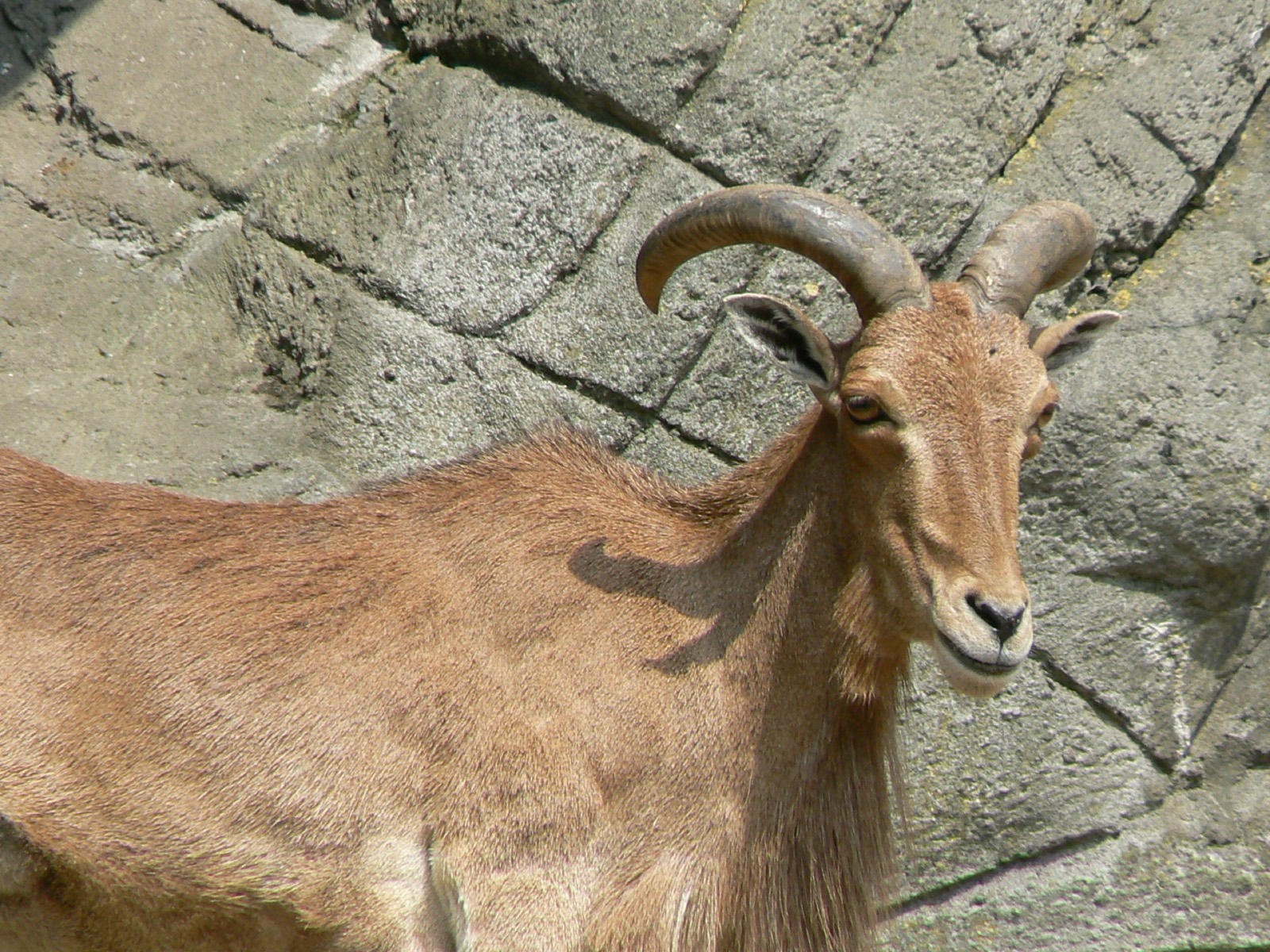 Barbary Sheep (Aoudad)