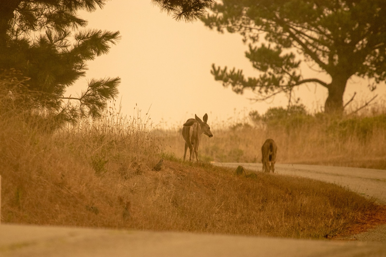 Columbia Black-Tailed Deer