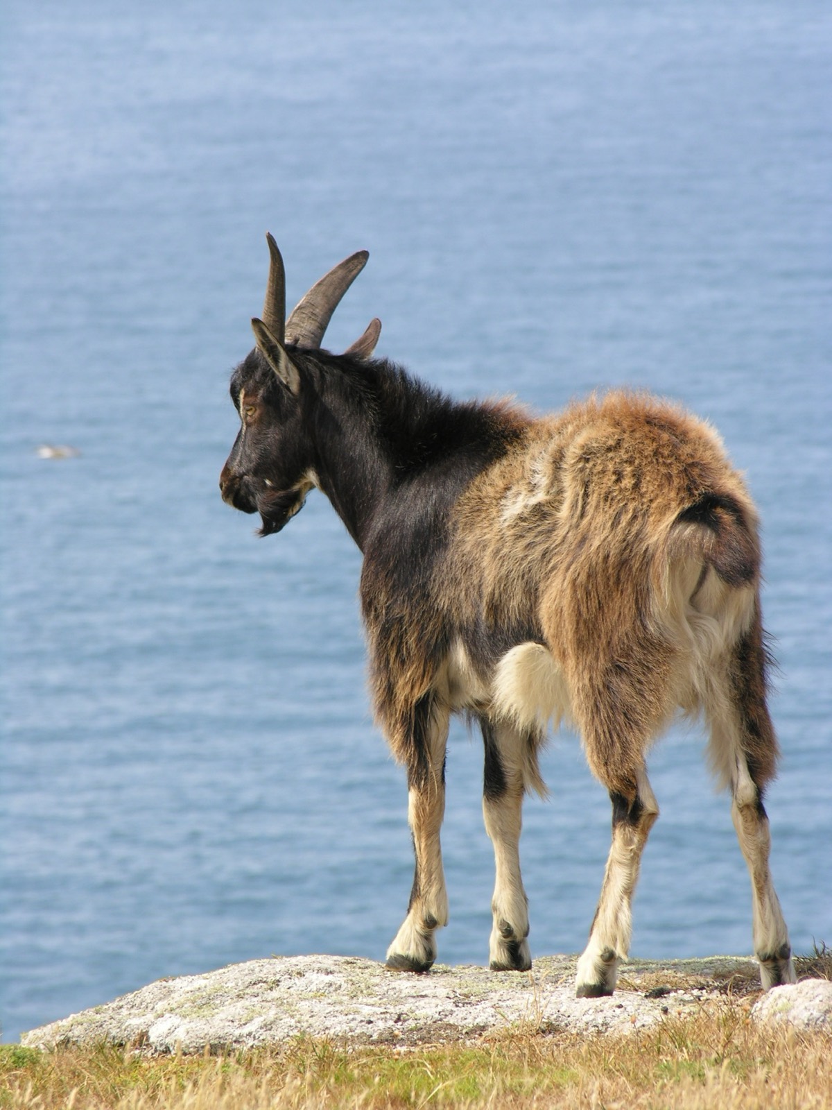 Feral Mountain Goat