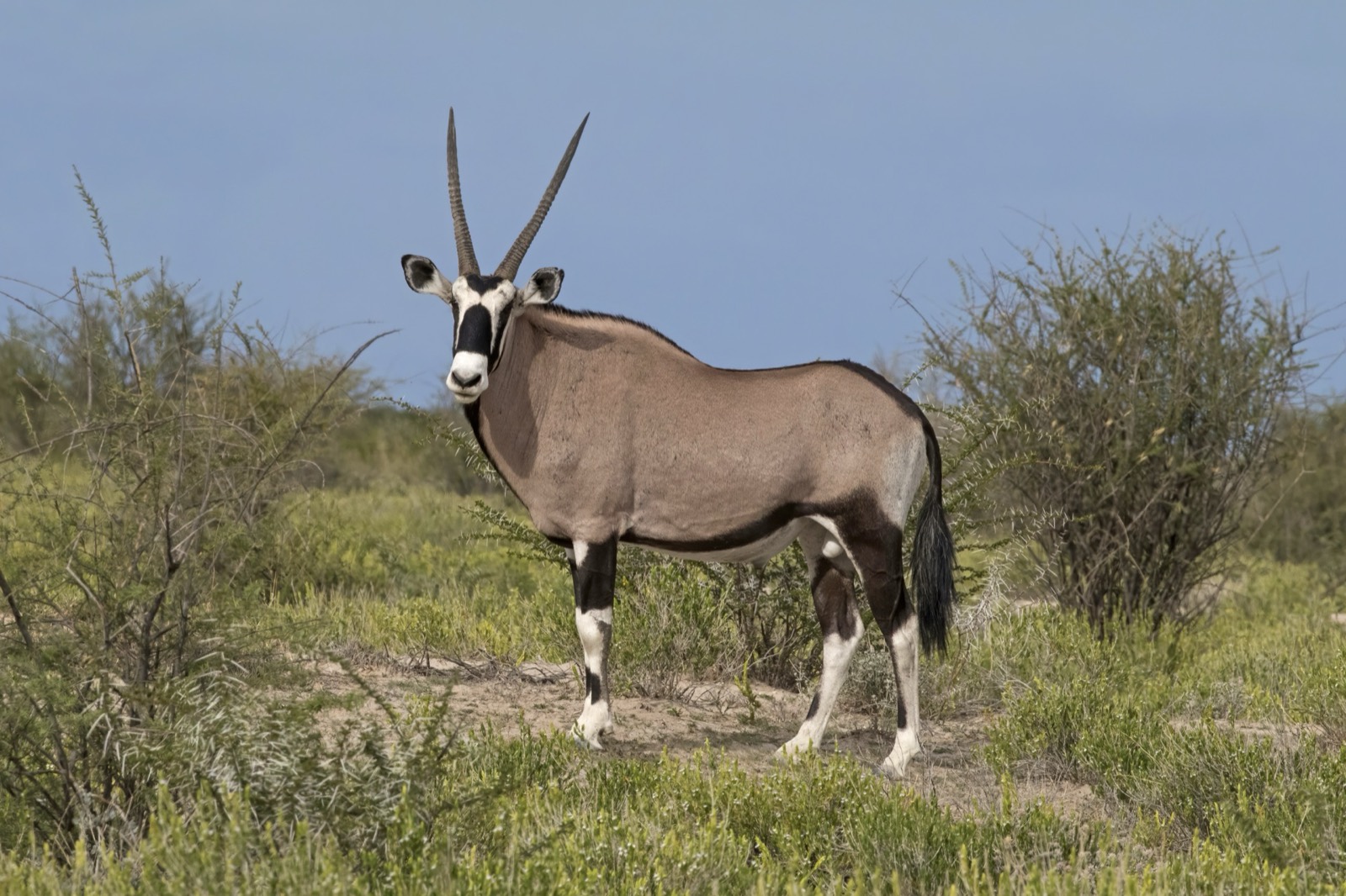 Oryx (Gemsbok)