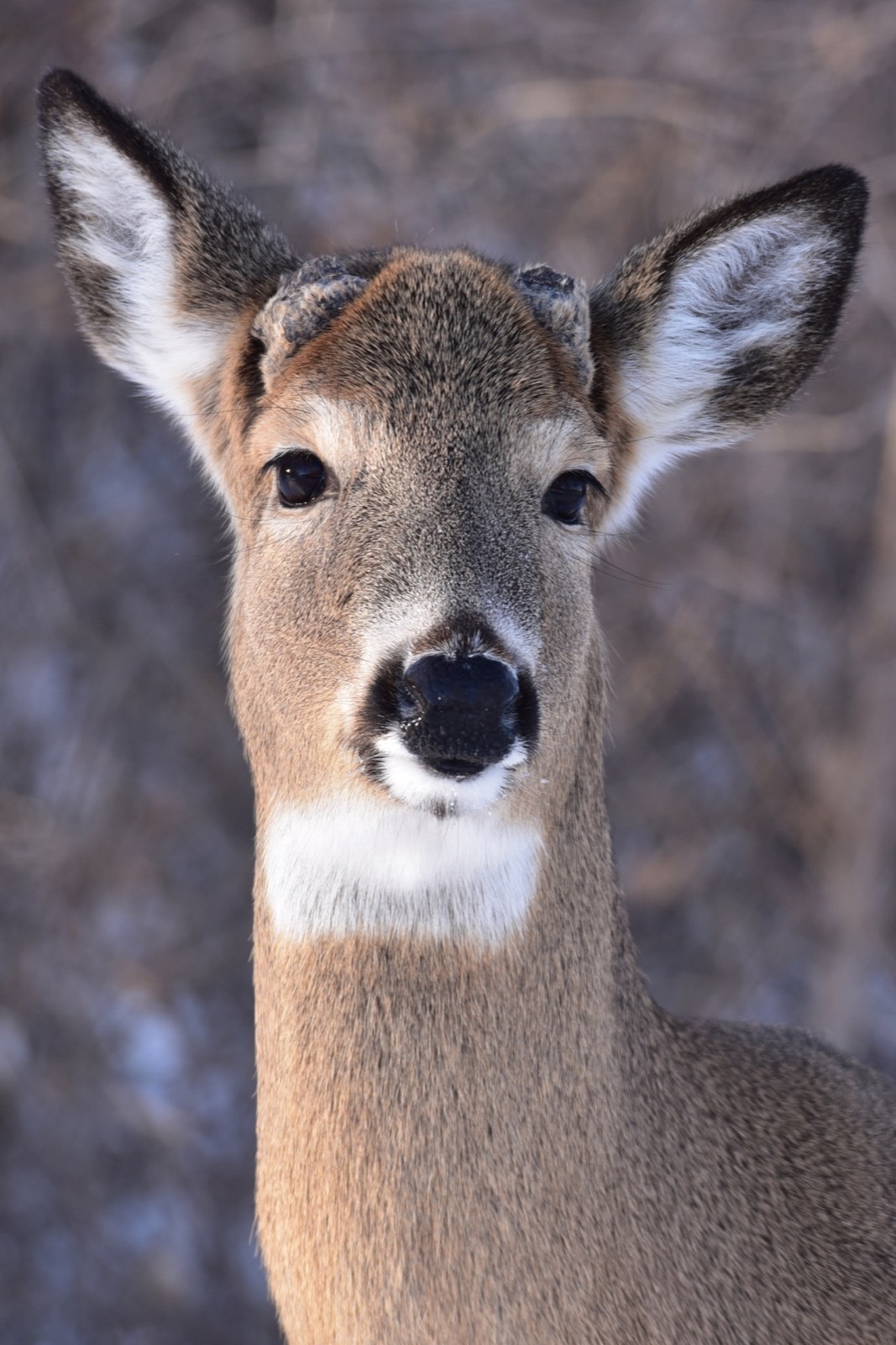 White-tailed Deer