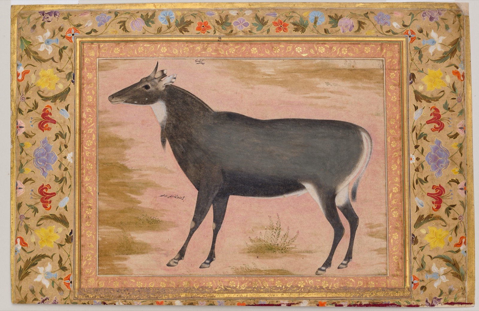 Nilgai Antelope