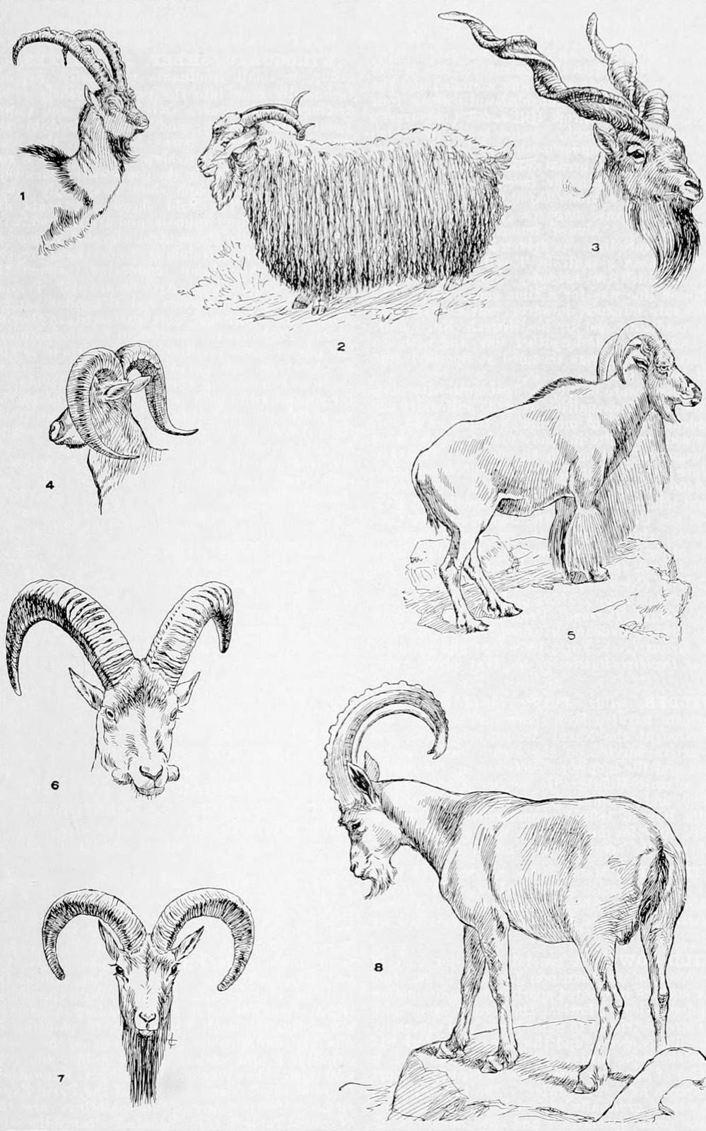 Persian Ibex