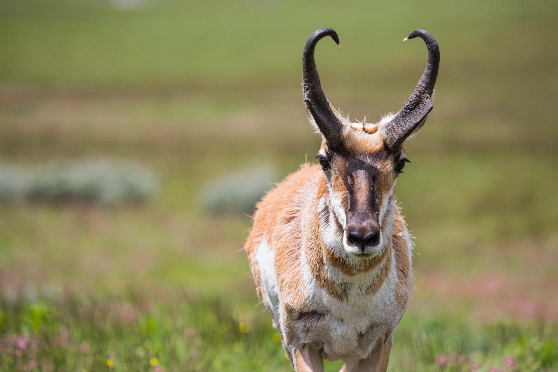 Pronghorn Antelope