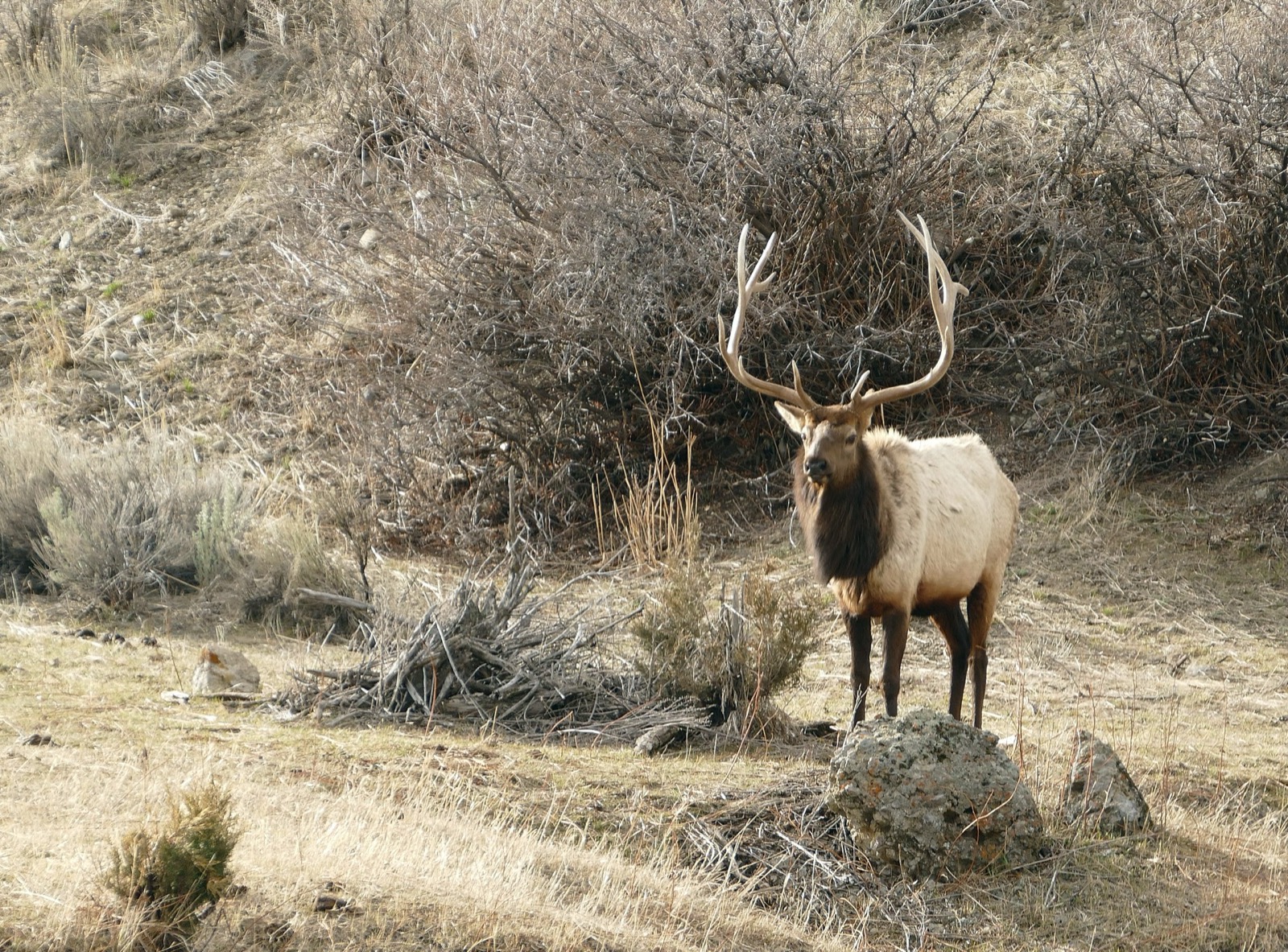 Rocky Mountain Elk