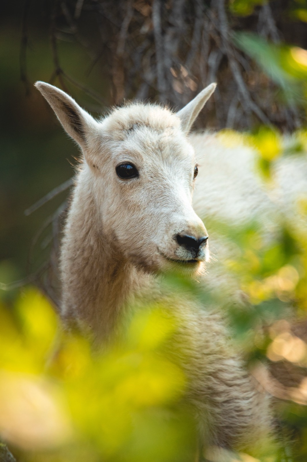 Rocky Mountain Goat