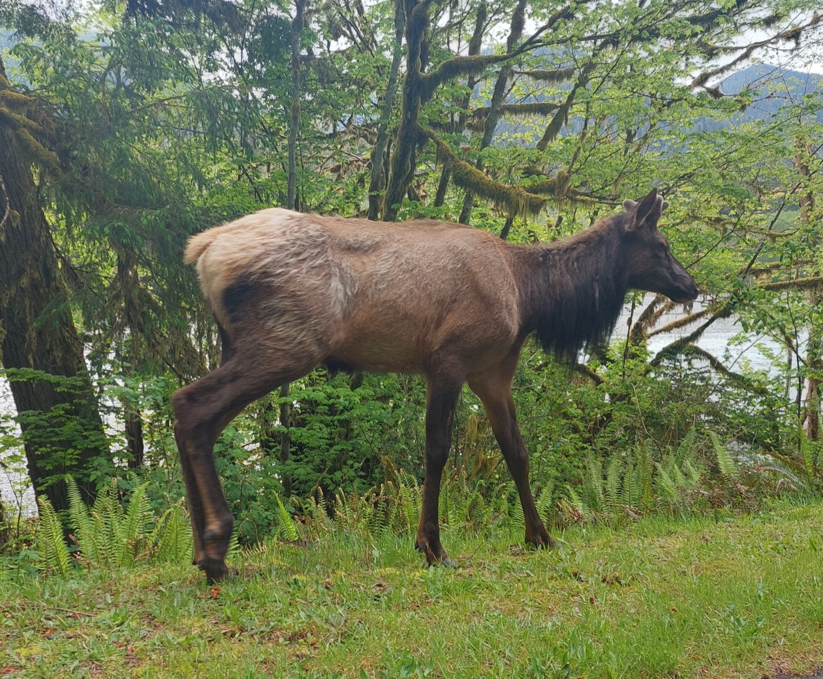 Roosevelt Elk