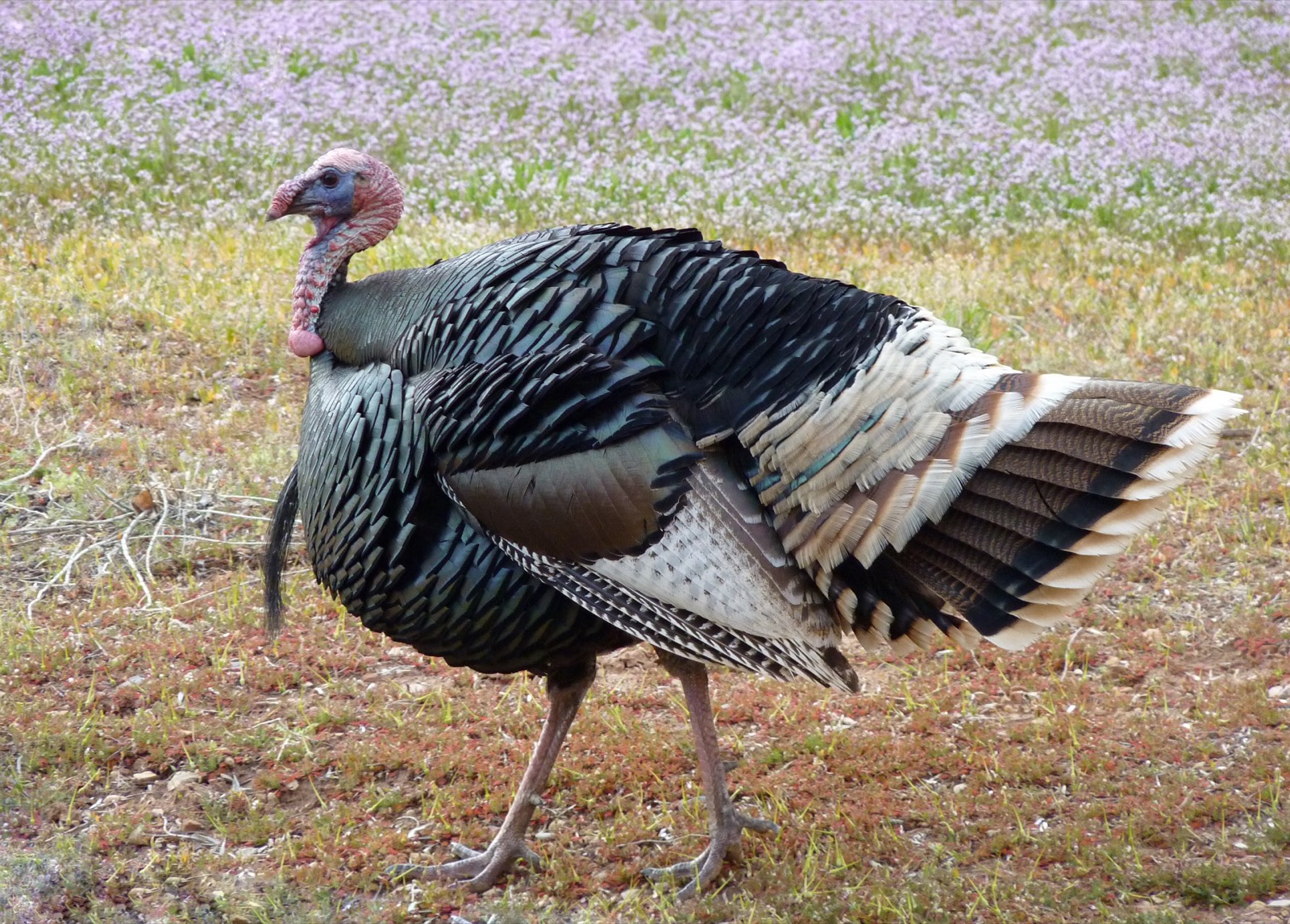 Eastern Wild Turkey