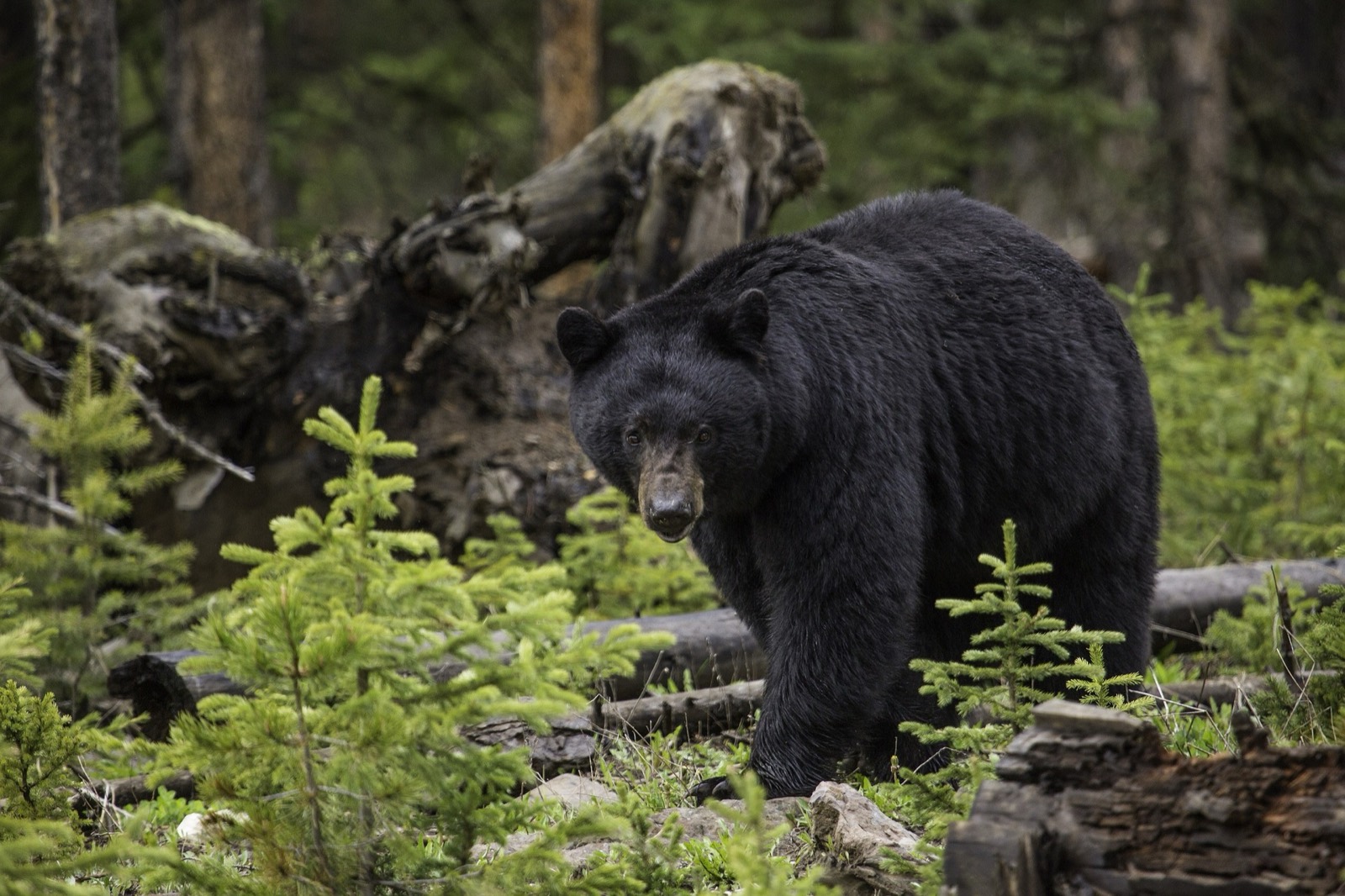 Black bear