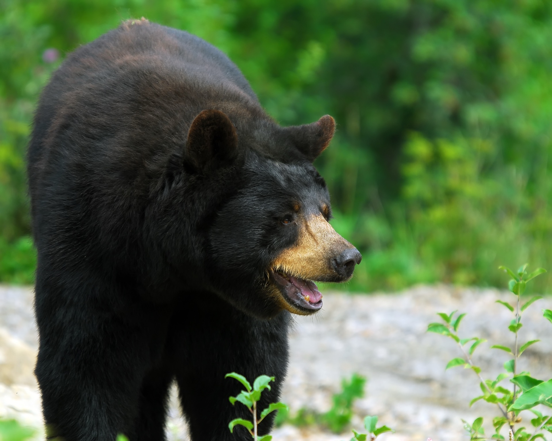 The Cross Timbers Whitetail & Black Bear Region