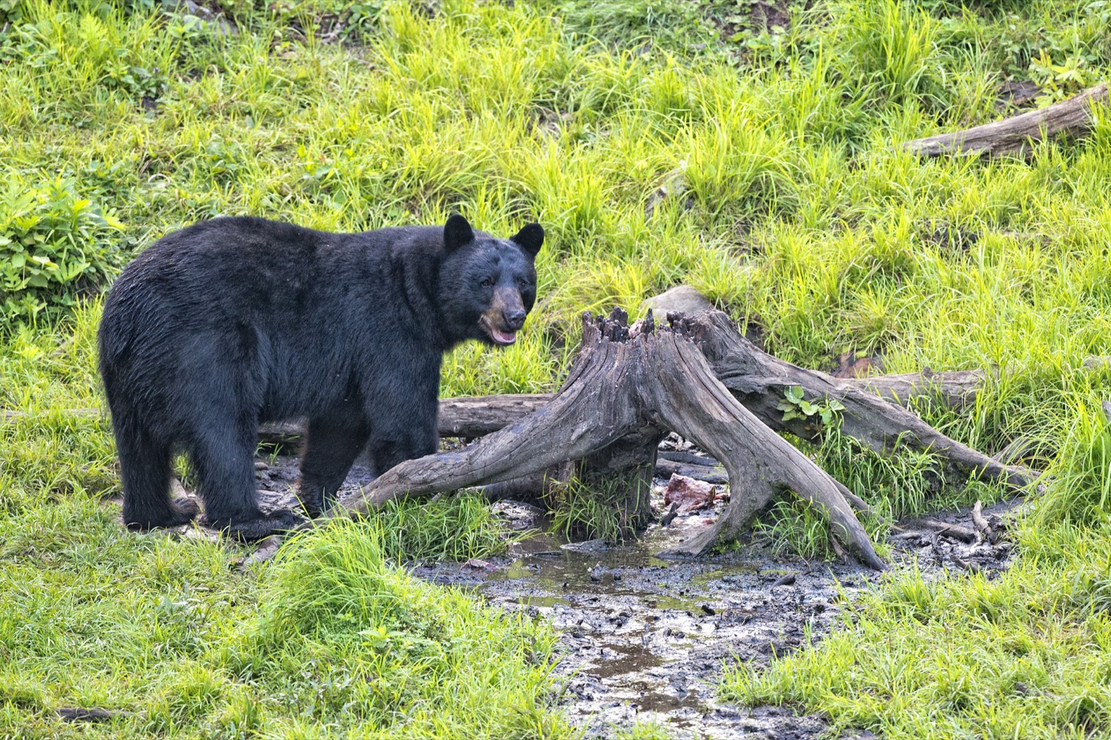 Berkshire Mountains Whitetails & Black Bear