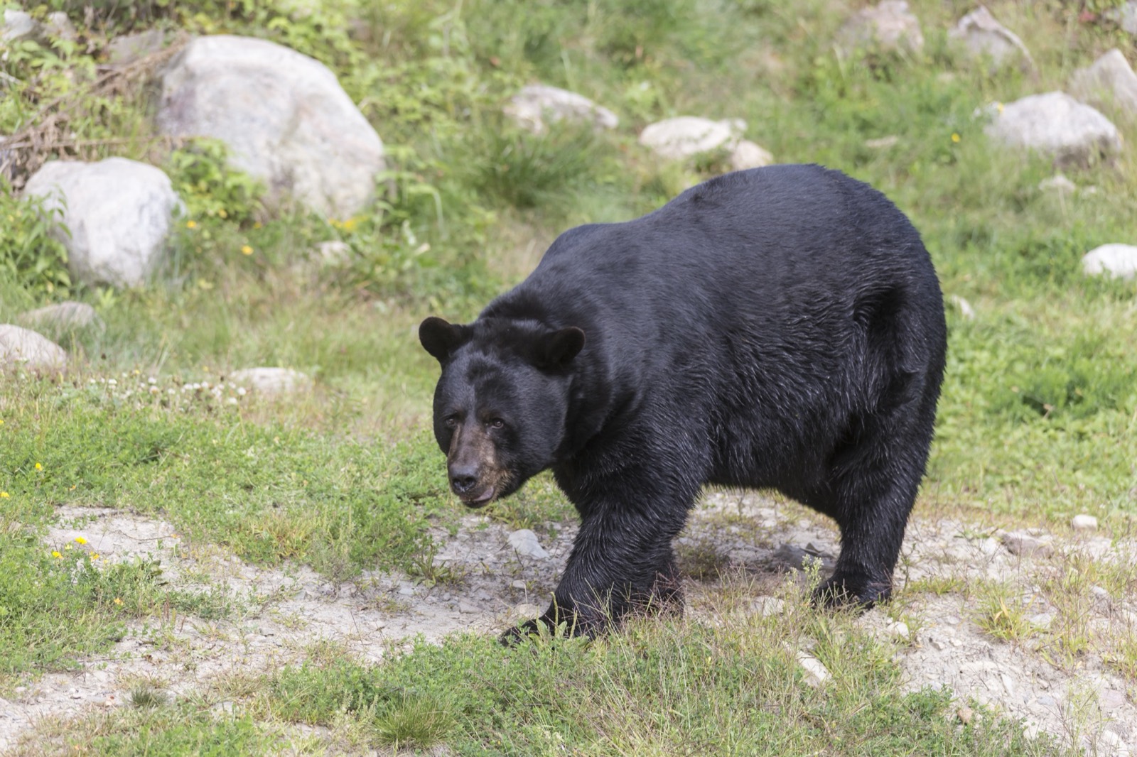 Maine Black Bear Stalking Through Cedar Thicket