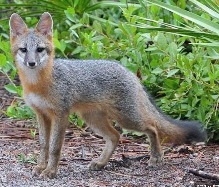 Grey fox