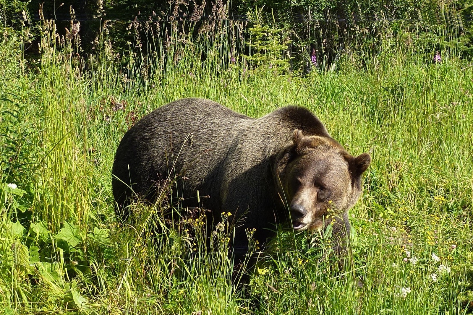 Interior Grizzly Bear