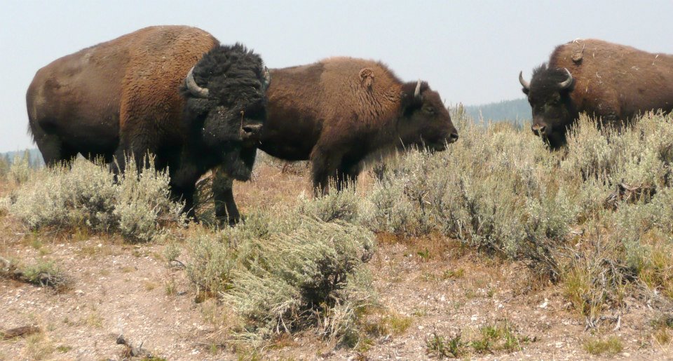 American Bison