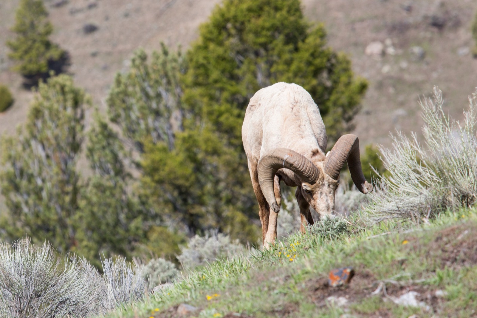 Rocky Mountain Bighorn Sheep