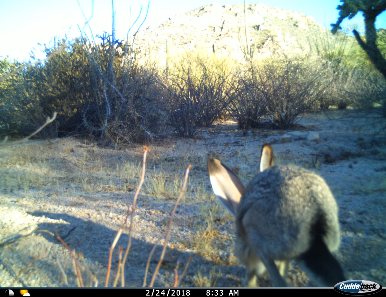 Black-Tailed Jackrabbit