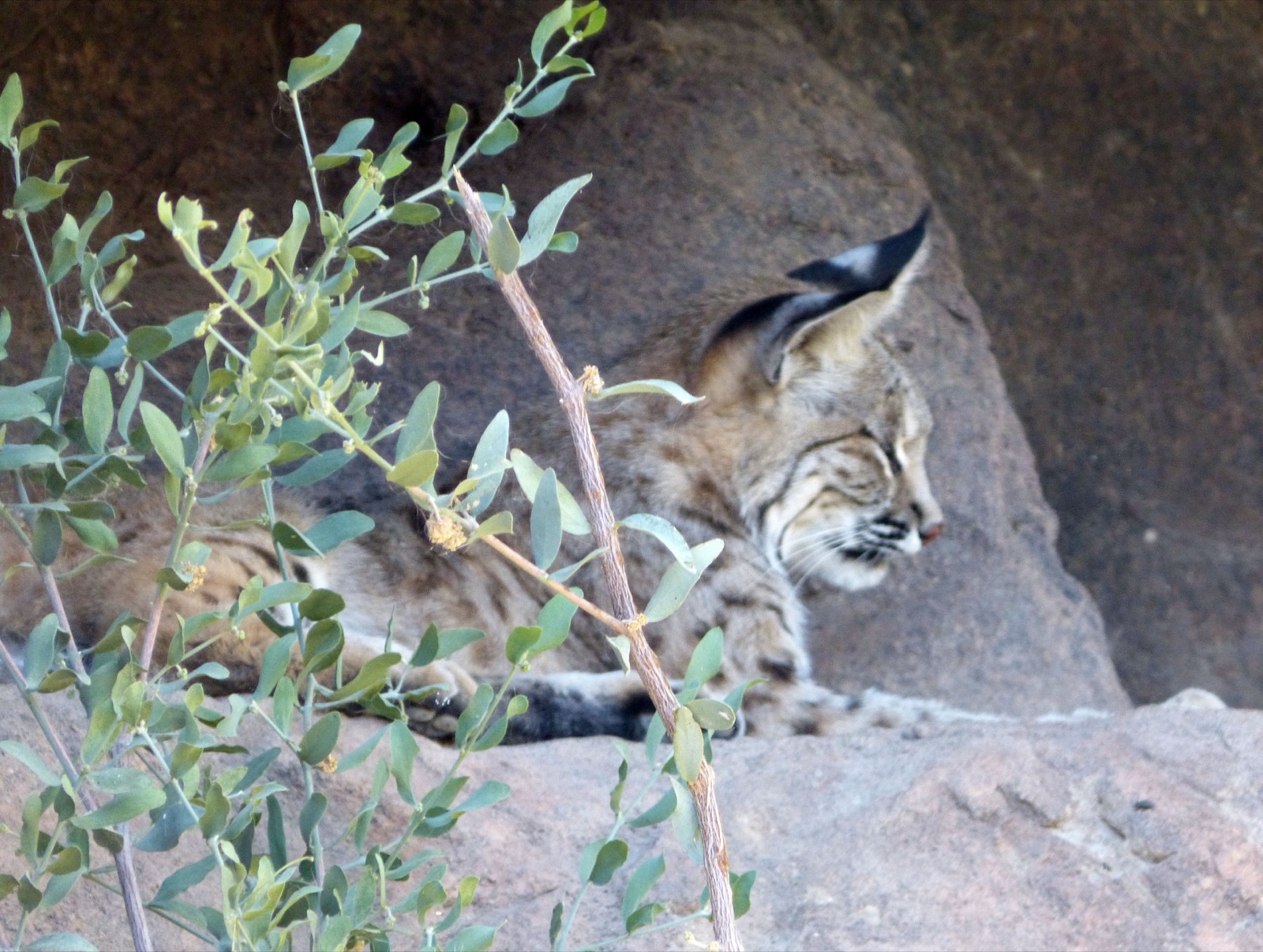 Bobcat