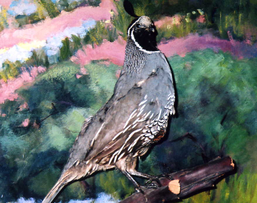 California Valley Quail