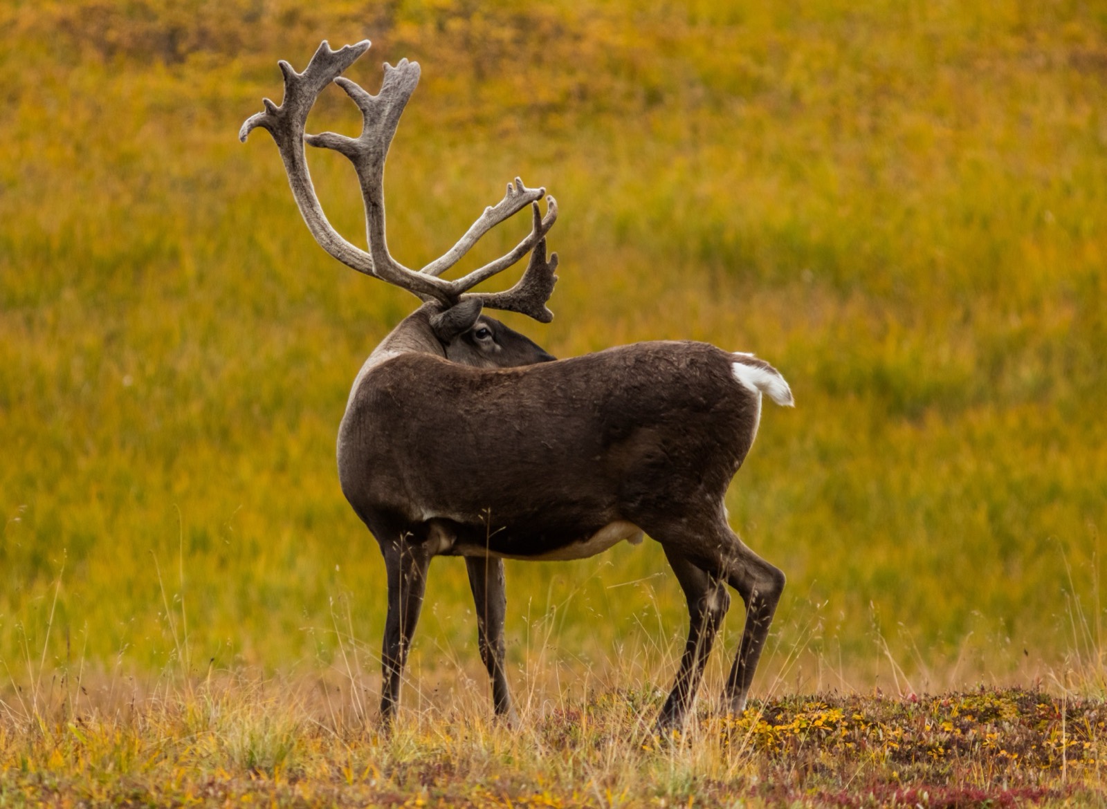 Caribou