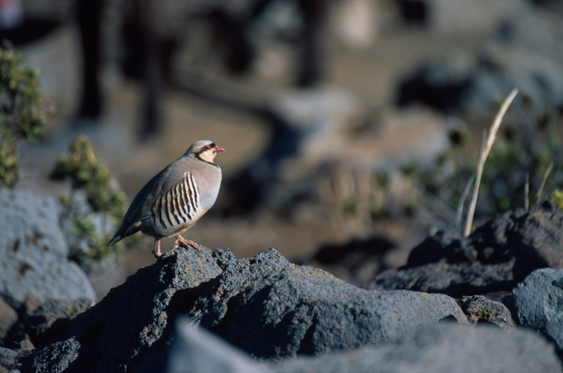 Chukar Partridge