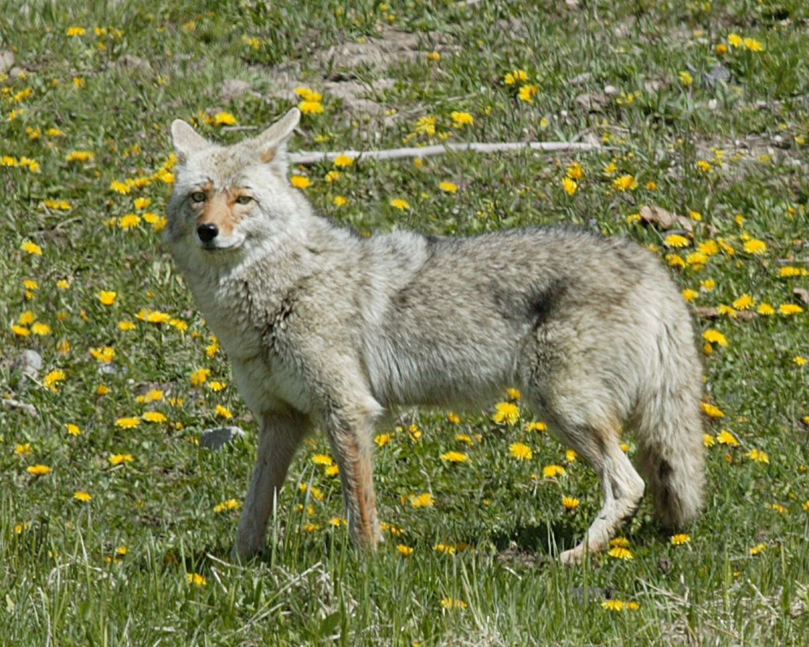 Coyote