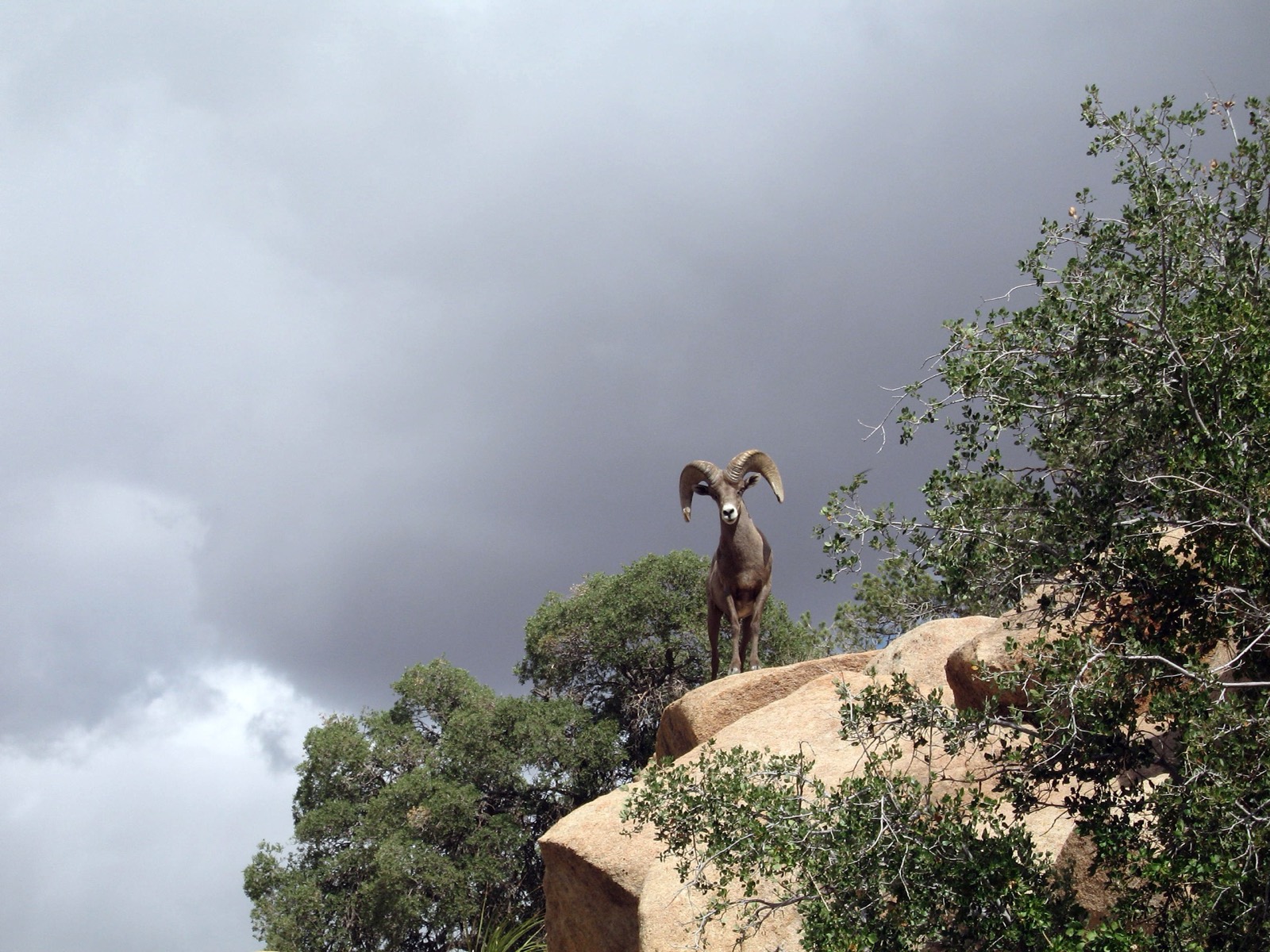 Desert Bighorn Sheep
