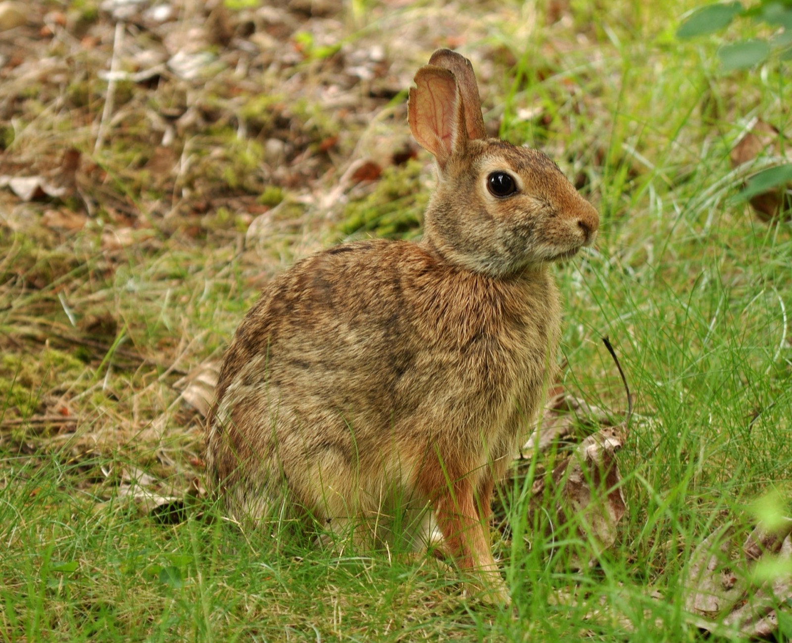 Cottontail & Marsh Rabbit