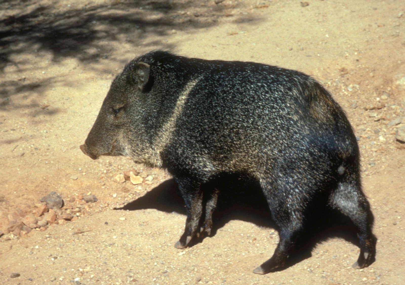 Javelina (Collared Peccary)