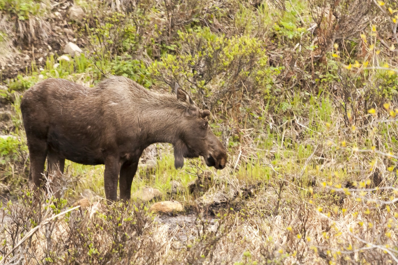 Eastern Moose
