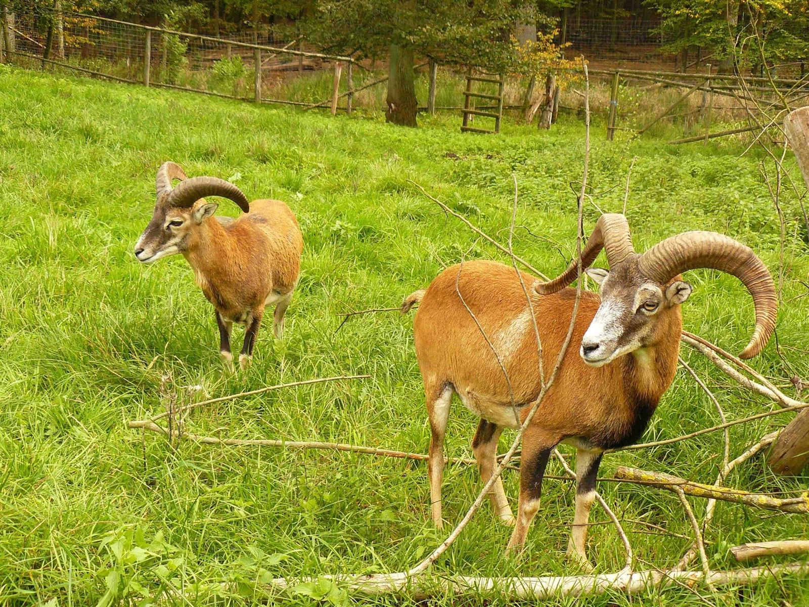 Mouflon Sheep